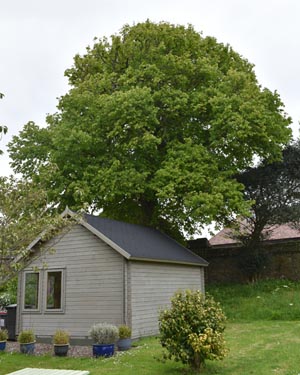 Tilia x europaea