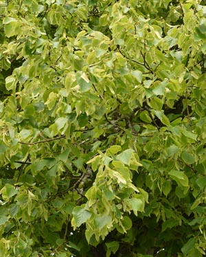 Tilia europaea