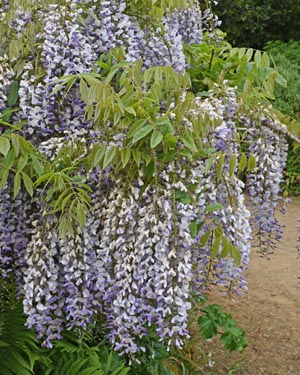 Tilia europaea