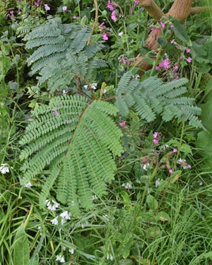 Cape wattle