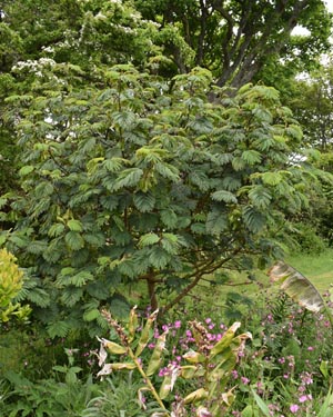 Paraserianthes iopantha