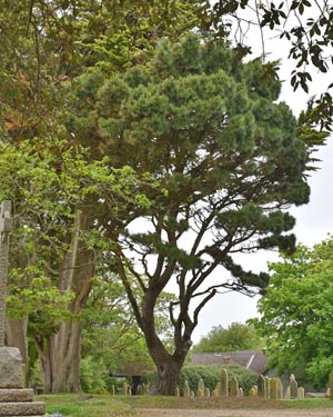 Monterey pine