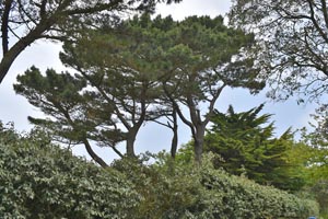 Pinus radiata