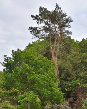 Scots pine