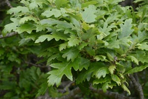 Quercus cerris