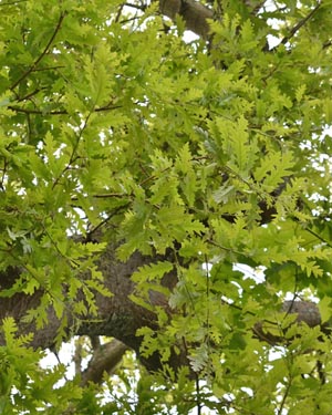 Turkey oak