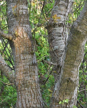 English oak bark