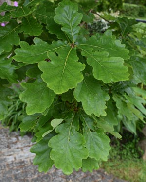 Common oak leaves