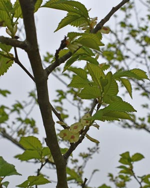Wych elm