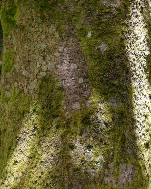 Acer platanoides Crimson King