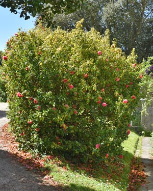 Camellia