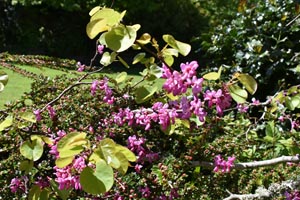Judas tree