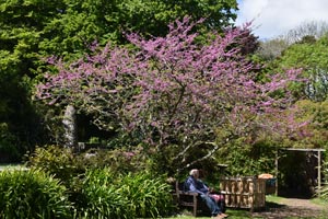 Cercis siliquastrum