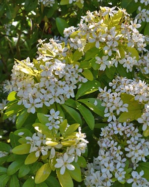 Choisya ternata