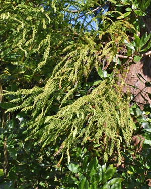 Japanese cedar