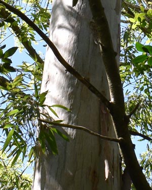 Eucalyptus