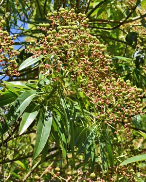 Canary spurge