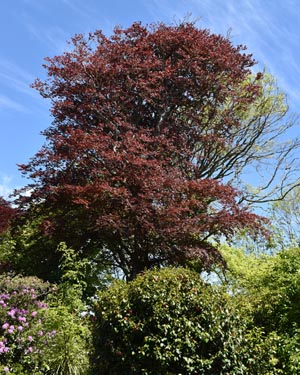Purple beech