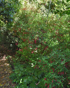 Fuschia