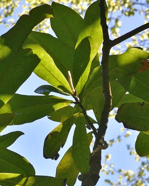 Magnolia grandiflora