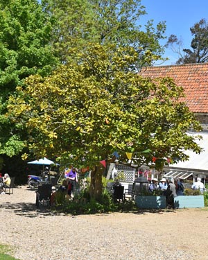 Magnolia ferruginea