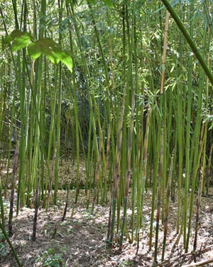 Phyllostachis