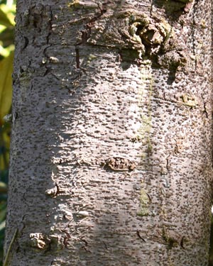 Japanese cedar