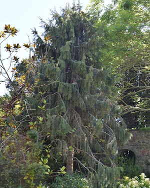 Picea breweriana