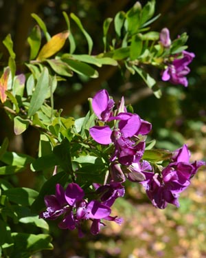 Myrtle leaved milkwort