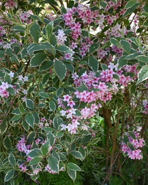Weigela
