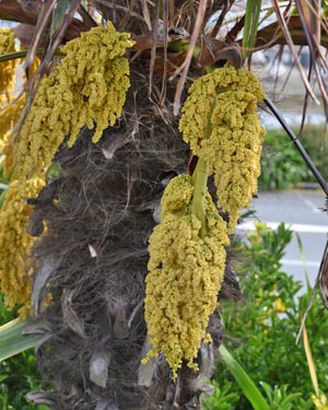 Chusan palm