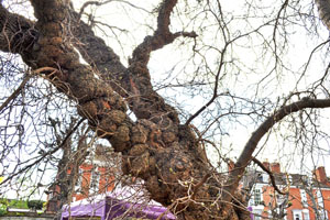 Mulberry tree