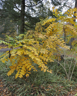 Blue bean shrub