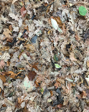 Dawn redwood