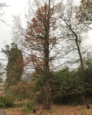 Dawn redwood