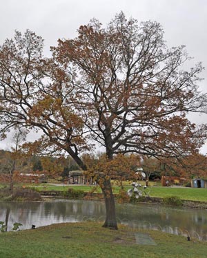 English oak