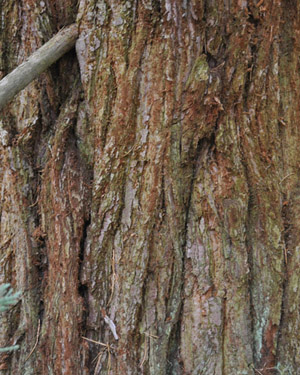 Sequoiadendron giganteum