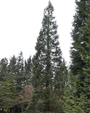 Giant redwood