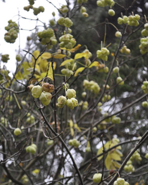 Staphylea pinnata