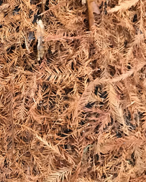 Taxodium distichum