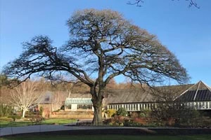 Harlow Carr