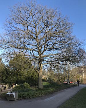 English oak