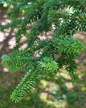 Korean fir