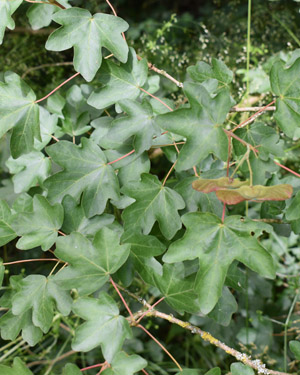 Acer campestre