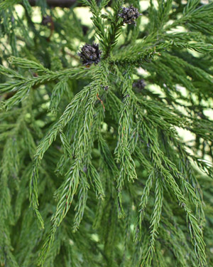 Cryptomaria japonica