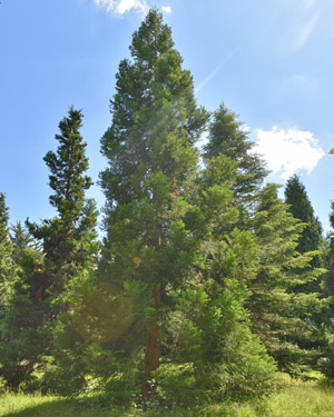 Cryptomaria japonica