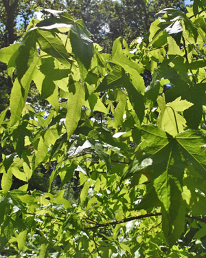 Liquidambar