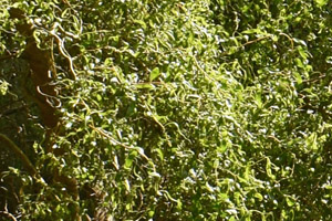 Salix golden curls