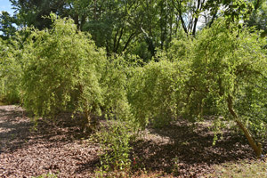 Salix golden curls