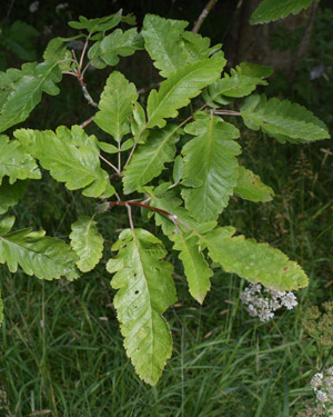 Sorbus hybrid